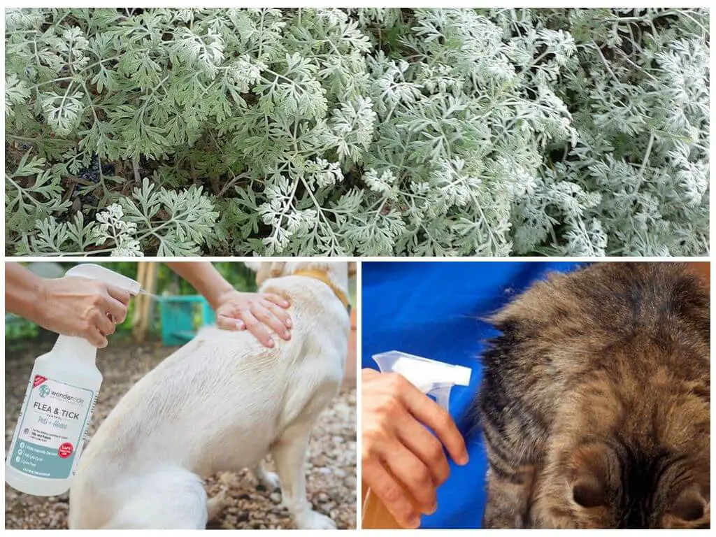 Cómo deshacerse de las pulgas y garrapatas de su hogar y jardín para