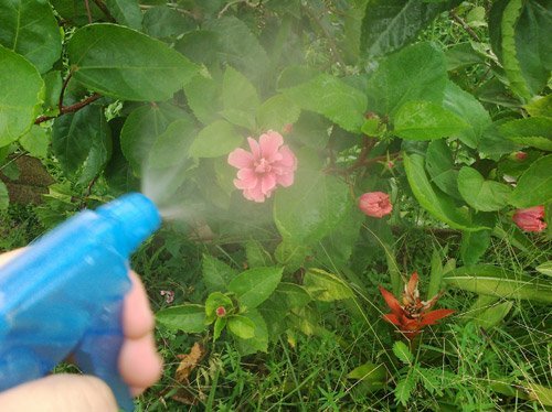 Usos del bicarbonato de sodio para mantener su jardín en perfecto estado