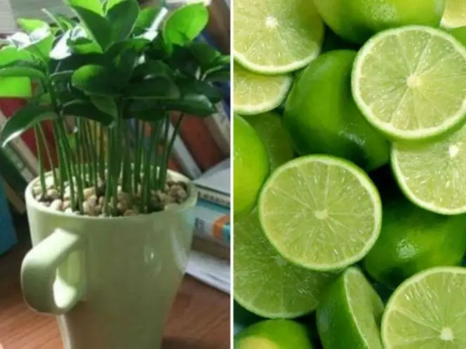 Aprende cómo plantar limón en una taza para perfumar y decorar tu hogar