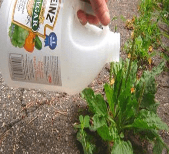 Si usa vinagre blanco en el jardín, sucederán estas 10 cosas.