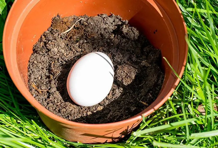Entierra un huevo en el suelo de tu jardín, lo que sucederá pocos días después te sorprenderá