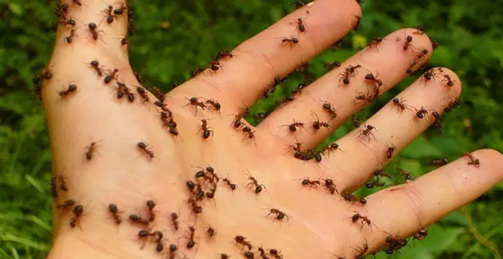 ¡Rocíe esta mezcla simple y usted nunca verá hormigas en su hogar otra vez!