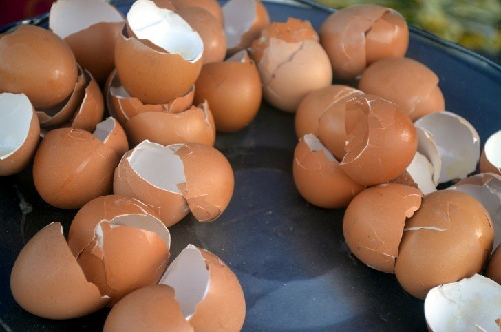 Luego de haber leido estos inesperados usos de la cascara de huevo que no cometeran nunca el error de tirarlos