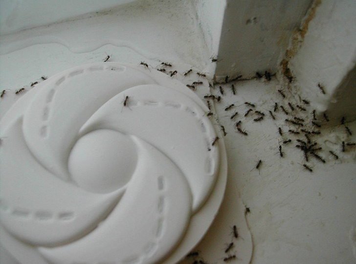 Liberate rapidamente de las hormigas en casa con este simple truco