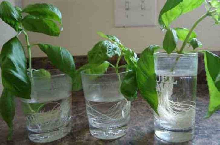 13 plantas que puedes regenerar a partir de los descartes de alimentos