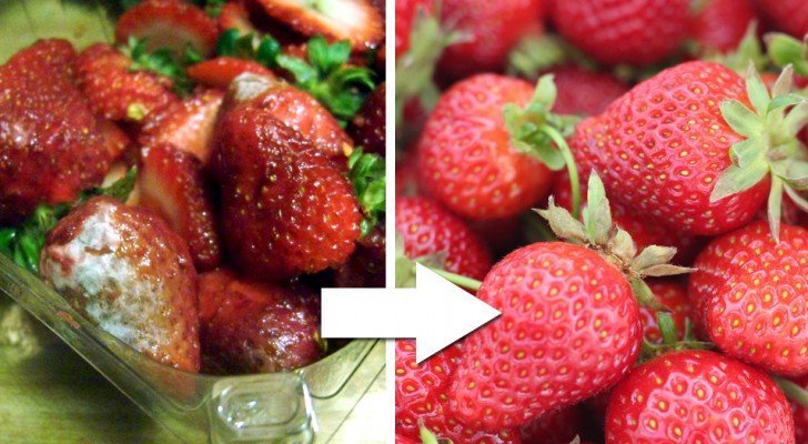 Los agricultores revelan su truco para mantener las frutillas frescas por semanas en modo natural