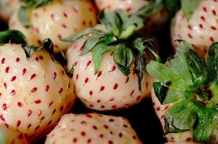 Cómo cultivar en casa las pineberry, las fresas con gusto a ananá y goma de mascar