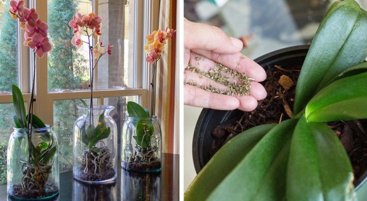 Algunos consejos útiles para cuidar una orquídea en casa: una planta preciosa, pero también muy delicada