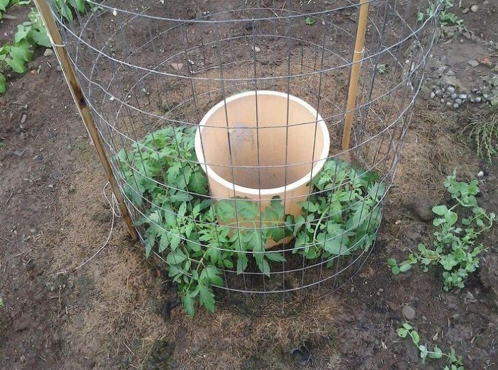 Este hombre ha tenido una idea genial para plantar tomates en un jardín usando un balde de plástico