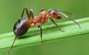 ¡Espolvorea ESTA especia por tu casa y nunca verás otra hormiga otra vez!