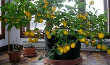 Como Hacer crecer un árbol de limón desde la semilla en tu casa propia casa