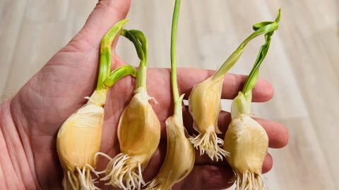 Cultiva ajo en macetas o jardín: guía fácil para principiantes