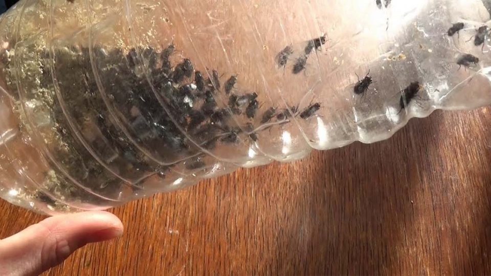 Tutorial / sugerencia- como hacer una trampa para moscas con una botella