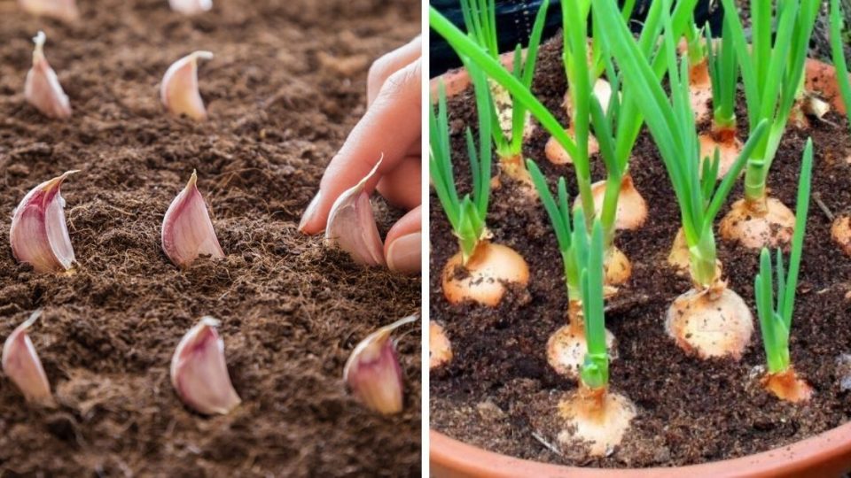 Aprende como plantar tus propios ajos y cebollas en casa: ¡Ahorra dinero!