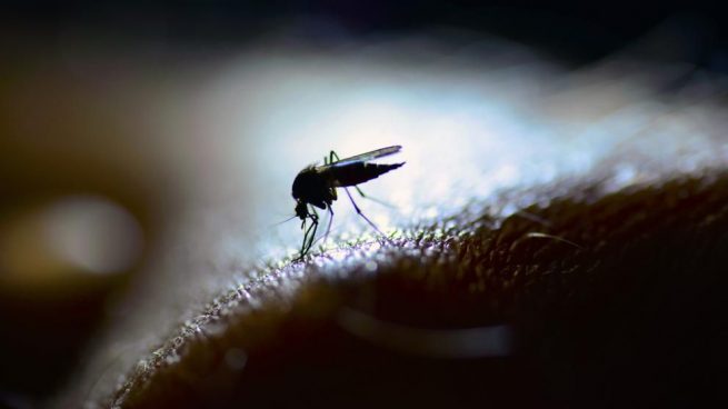 Cómo ahuyentar mosquitos con vinagre paso a paso