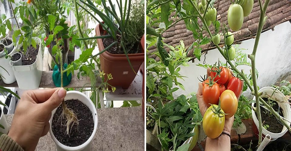 La Manera Más Simple de Como Plantar Tomate