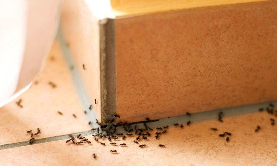¡Rocíe esta mezcla simple y nunca volverá a ver hormigas en su hogar!