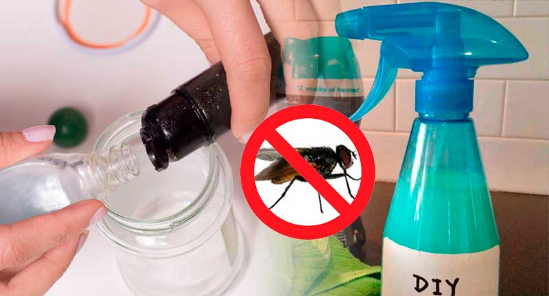 Elimina las moscas de tu hogar para siempre con este truco y mezclando este ingrediente