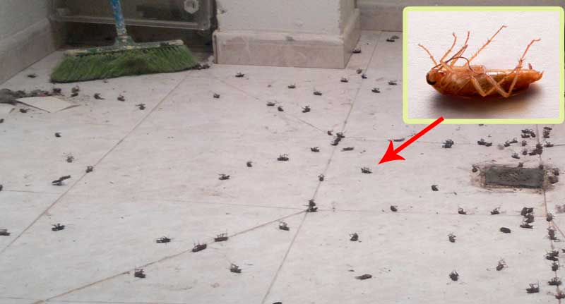 Esto es lo más efectivo para eliminar completamente todas las cucarachas de su casa para siempre!