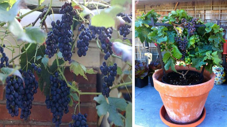 Cultiva uvas en tu casa. ¡Más sencillo de lo que parece!
