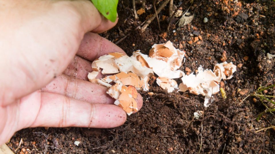 Haz tu propio super fertilizante de crecimiento rápido con 3 cosas que están en tu basura