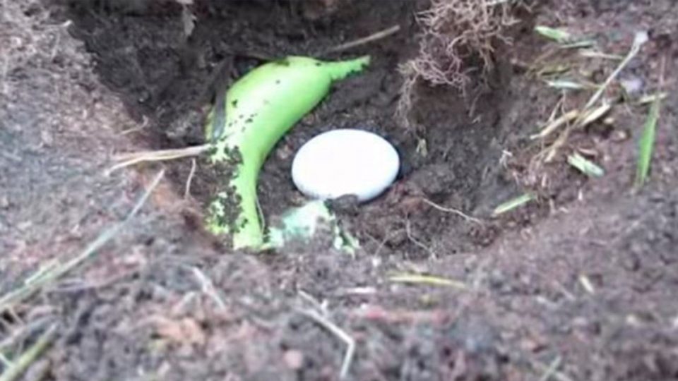 Entierra un huevo y un plátano en el jardín por un motivo muy interesante