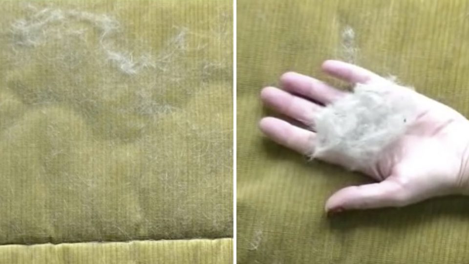 Te contamos cómo quitar los pelos del sofá si tienes mascotas de manera eficaz