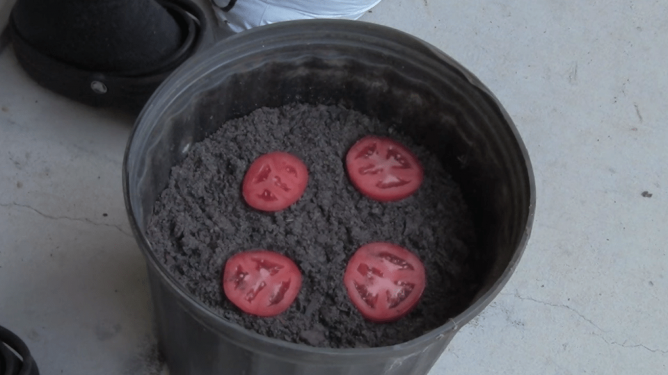 Consigue brotes de tomate en 10 días plantando unas rodajas