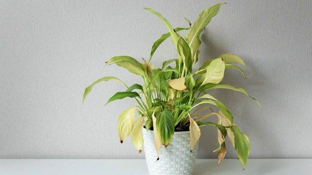 4 trucos caseros para evitar que tus plantas de interior se pongan amarillas