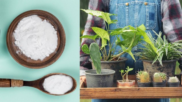5 usos del bicarbonato de sodio para el cuidado de tus plantas