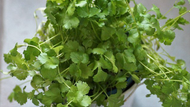 ¡Arma tu huerto! Aprende a sembrar cilantro y otras hierbas en tazas