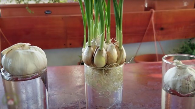 ¿Cómo cultivar ajo para que nunca haga falta en la casa?