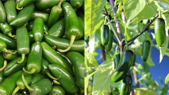 ¿Cómo cultivar chiles jalapeños en maceta? Que no te falten en casa