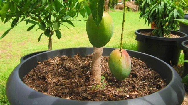 ¿Cómo germinar y cultivar mango en maceta? Aprende desde la semilla