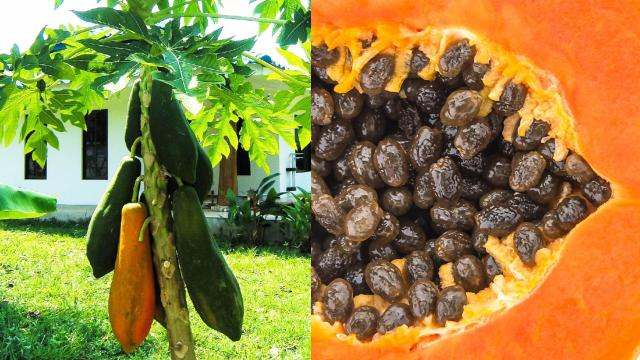 ¿Cómo germinar y cultivar papaya en una maceta?
