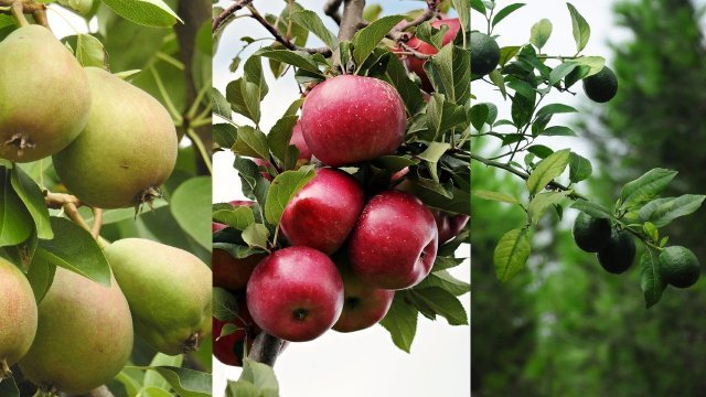 Cultiva las semillas de estas tres frutas y obtén hermosos árboles frutales para tu jardín
