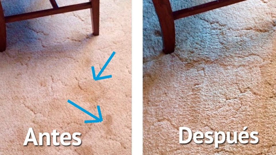 Si vuestra mascota está arruinando tus alfombras, esta solución elimina las manchas instantáneamente