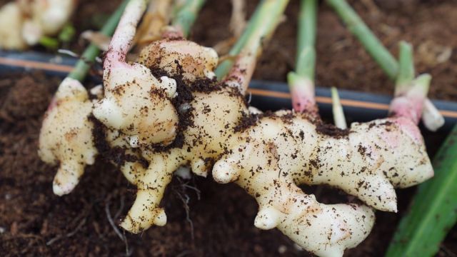 Cómo cultivar jengibre en maceta para tener siempre en tu cocina