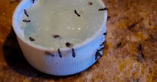 Un repelente natural para deshacerse de las hormigas en minutos