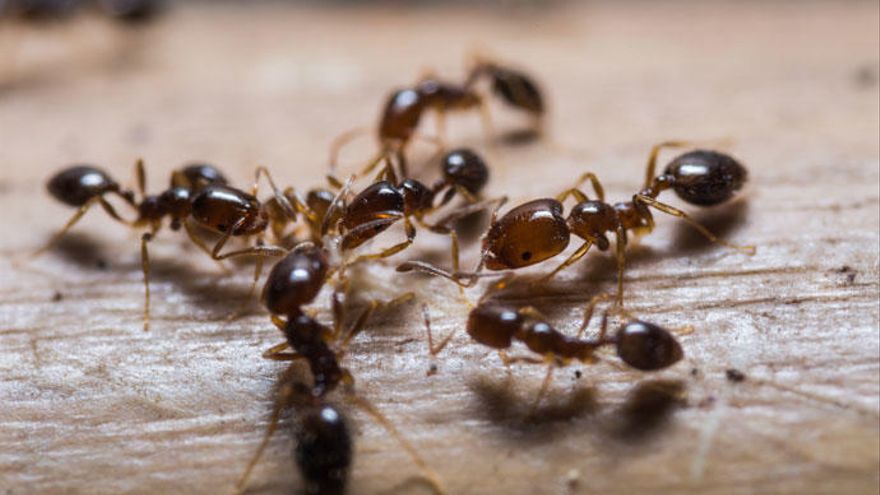 Cinco trucos caseros para evitar que las hormigas invadan tu casa