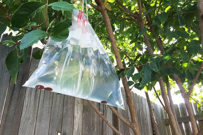 Cuelga un bolsa de papel en el jardin: este es un truco que les cambiara el verano!