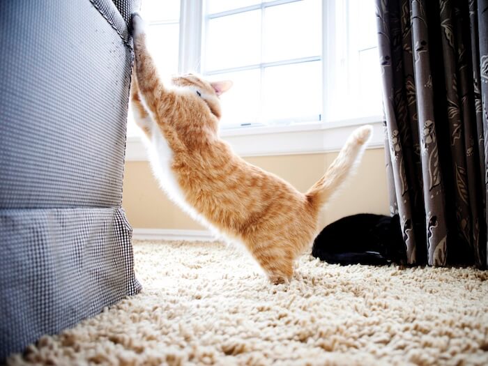 cómo evitar que tu gato te arañe los muebles