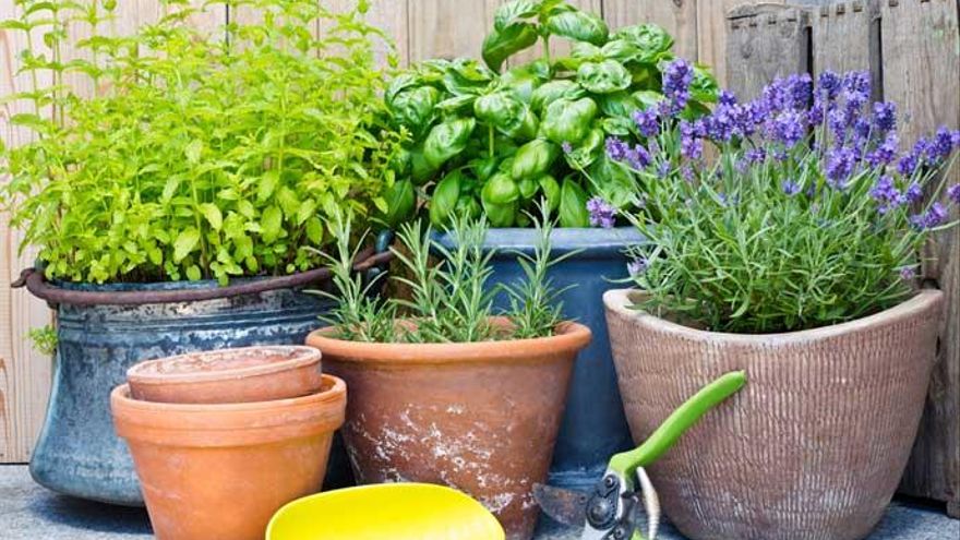 Cinco plantas que debes de tener en casa para ahuyentar a los mosquitos