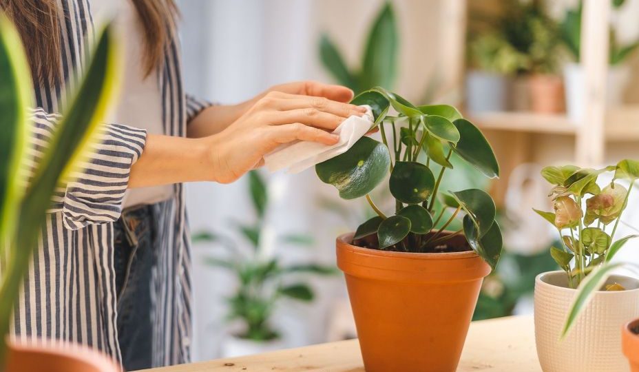 Aprende la forma más eficaz de limpiar el polvo de las plantas