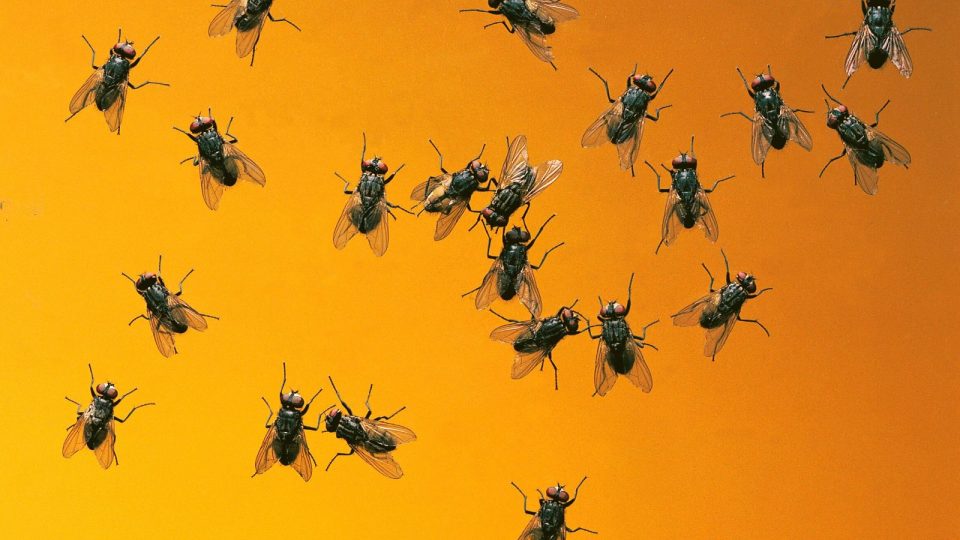 Cinco trucos caseros para acabar con las moscas en casa