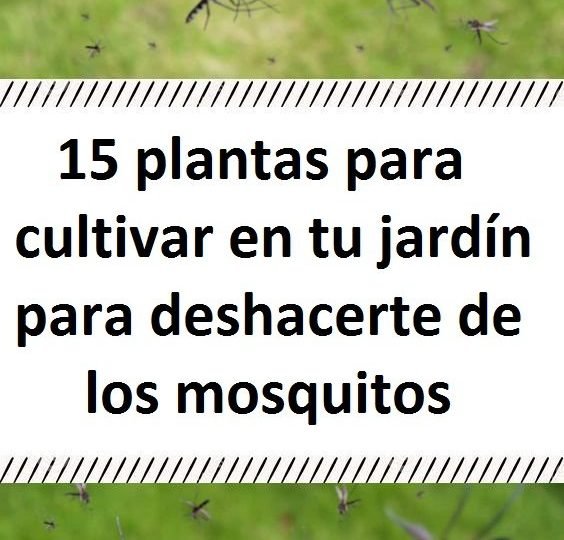 15 plantas para cultivar en tu jardín para deshacerte de los mosquitos