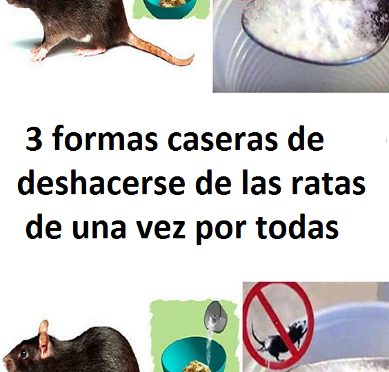 3 formas caseras de deshacerse de las ratas de una vez por todas