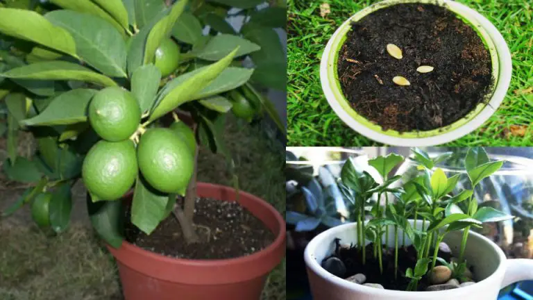 Cómo sembrar una planta de limón en casa