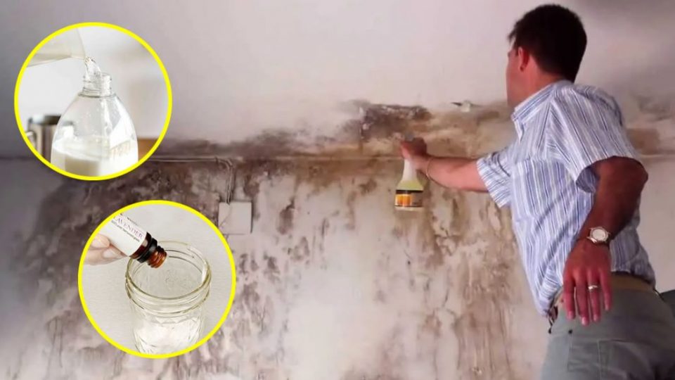 10 trucos para quitar y evitar las manchas de moho en las paredes
