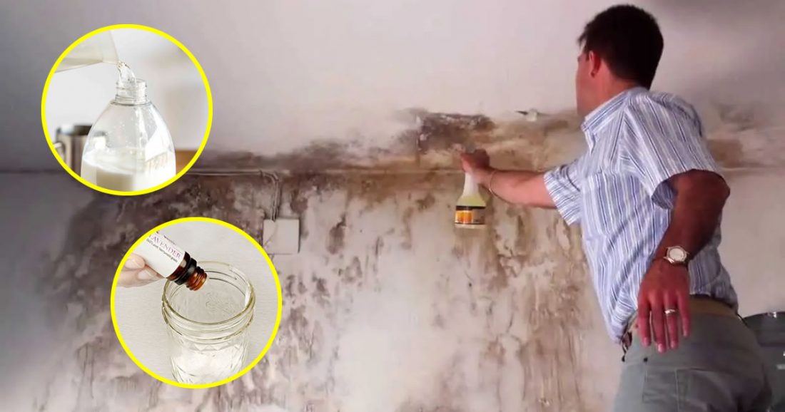 10 trucos para quitar y evitar las manchas de moho en las paredes